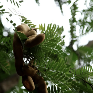 Tamarind Pods (Tamarindo)